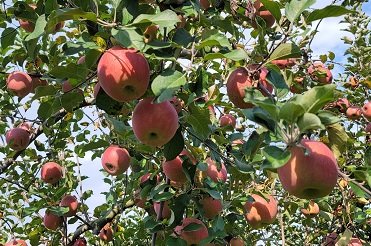 若穂 ペット 霊園 販売済み